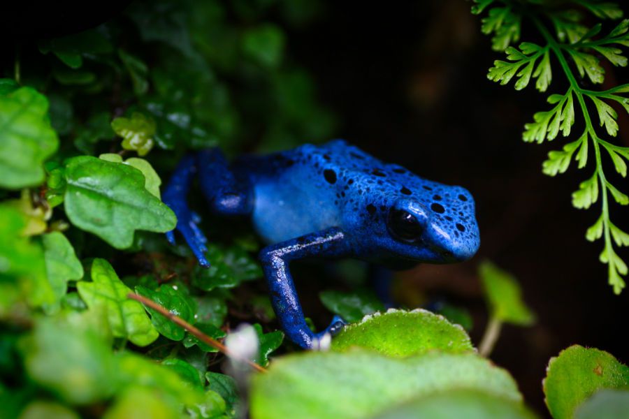 Poison dart frogs don’t make their own poison. They get it from eating alkaloid-rich mites and ants, and they will become less toxic if their diet is changed.
