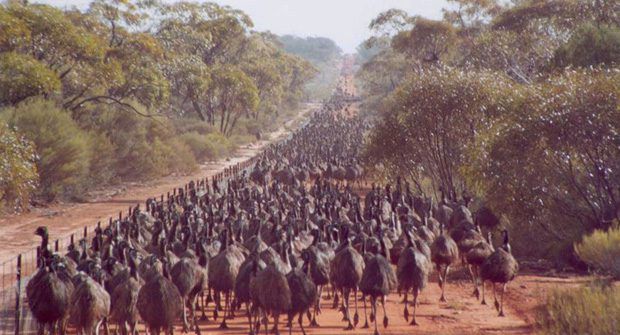 In 1932, the Australian Army went to war against emus that were destroying farmland. The Army lost.