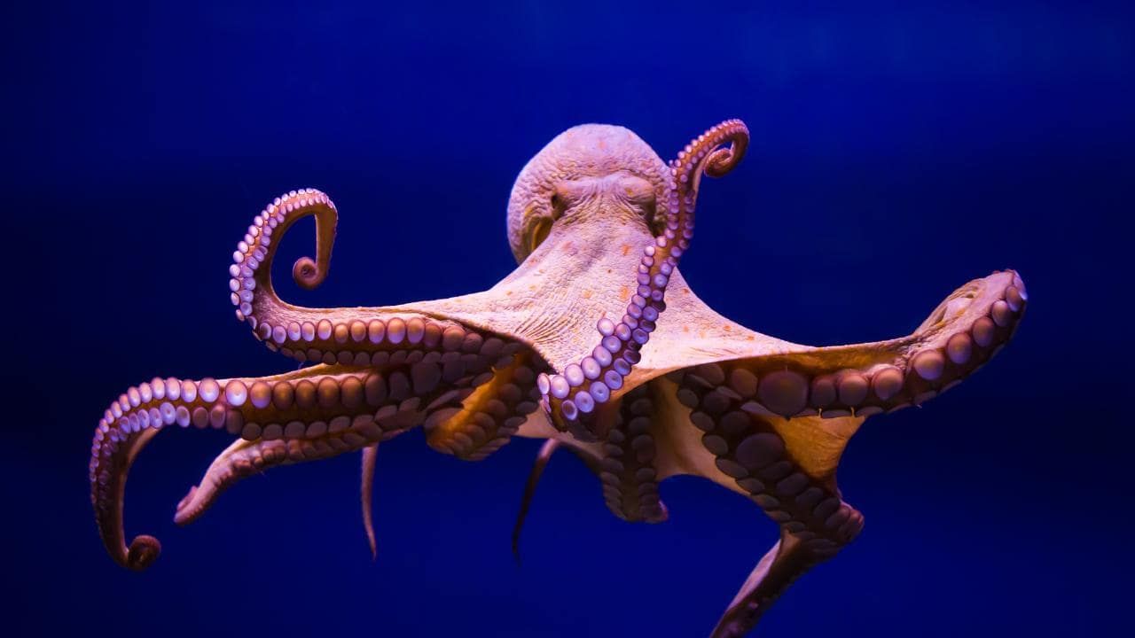 Octopuses are older than dinosaurs.
