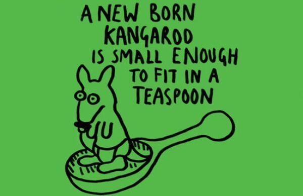 A newborn kangaroo can fit in a teaspoon. After it’s born, it crawls into the mother’s pouch.