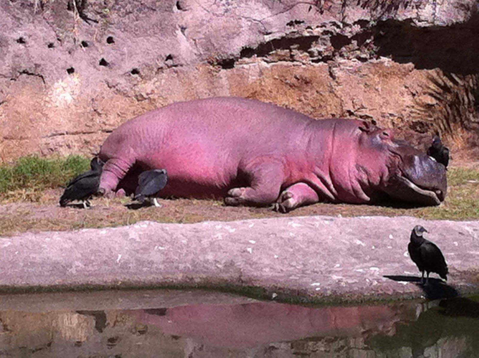 When hippos are upset, their sweat turns red.
