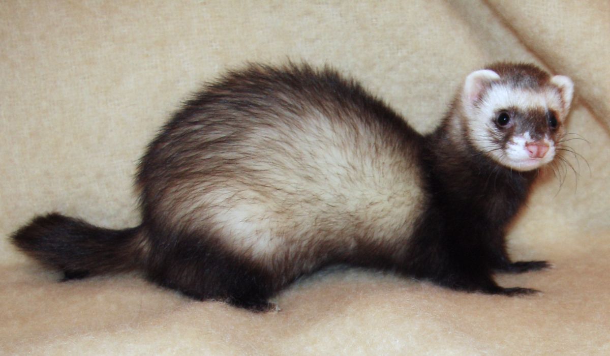 If a female ferret does not have sex for a year, she will die.