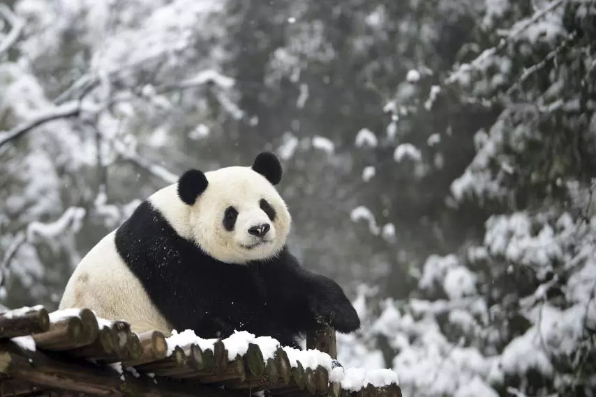 Killing a Panda in China is punishable by death.