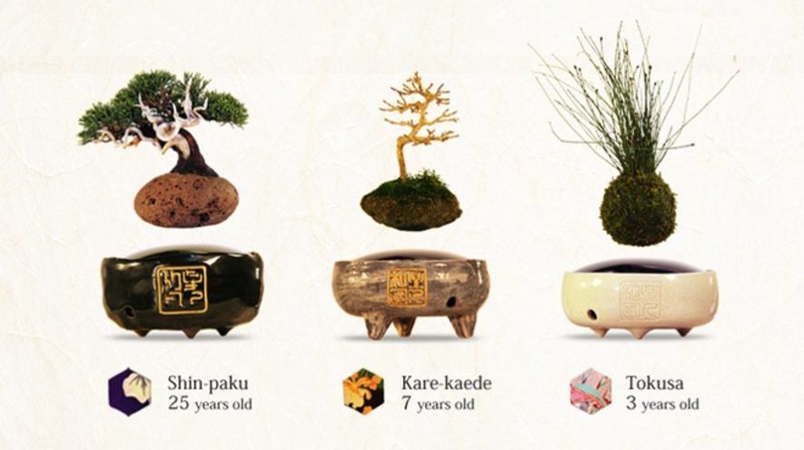 Japanese inventors have invented a Bonsai Tree called 'Air Bonsai' that will literally float in the air.