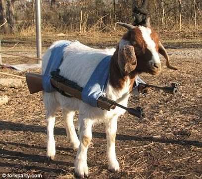 In 2009, Nigerian Police detained a goat on suspicion of attempted armed robbery.