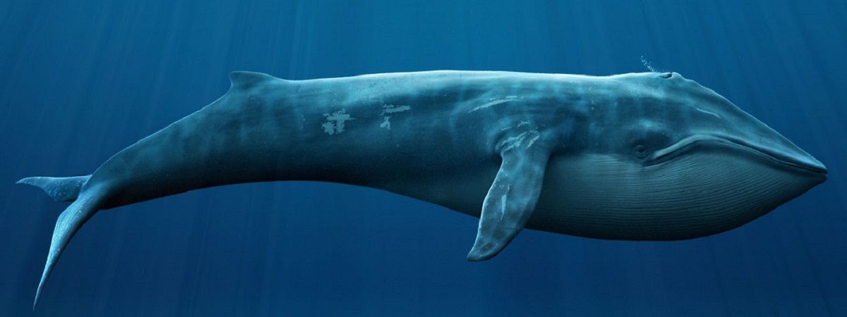 Blue whales are so enormous that a small child could swim through its veins.