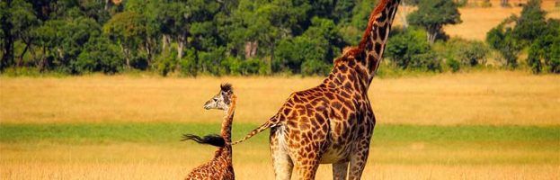 When a giraffe's baby is born, it falls from a height of 6 feet, usually without getting hurt.