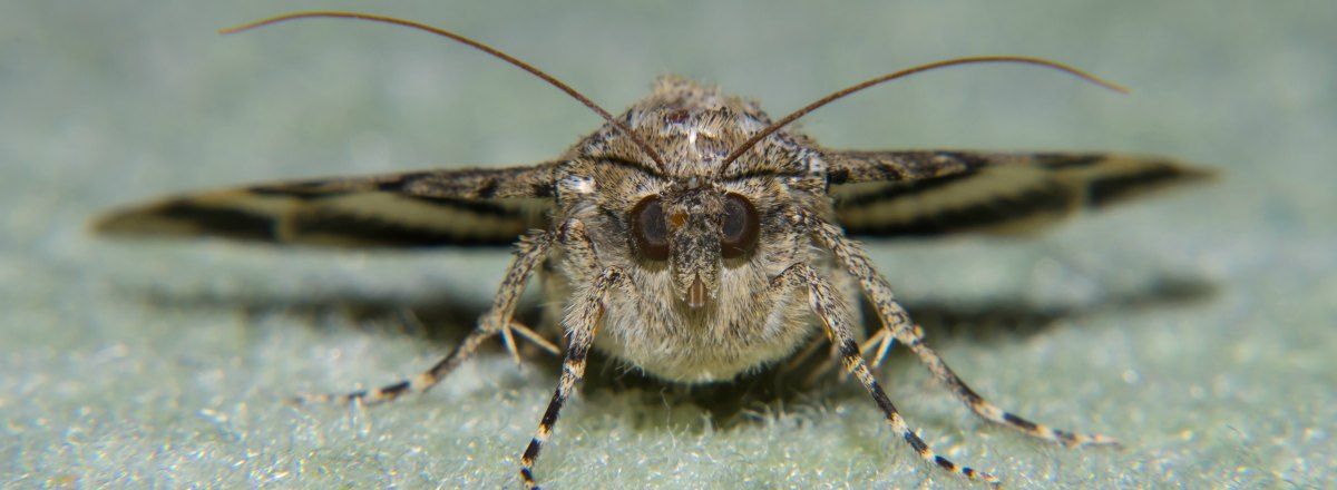Moths are unable to fly during an earthquake.