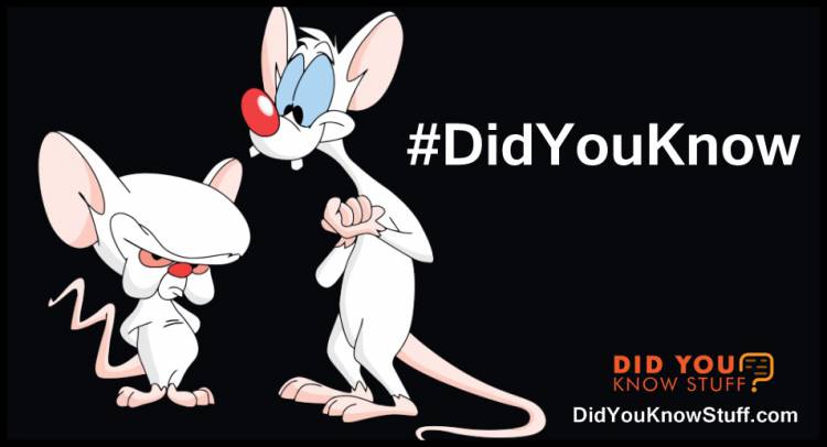 When mice live in the wild, they typically only live for about six months due to the fact that they have so many predators. However, in a controlled environment like being kept as a pet, they can live up to two years.