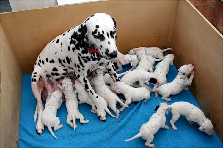 At birth dalmatians are always white