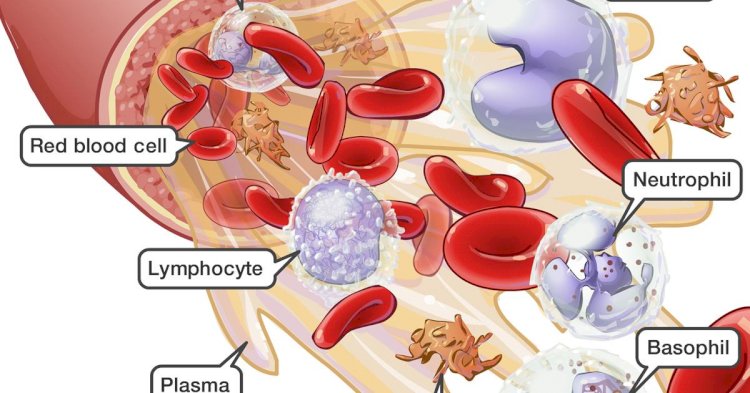Red blood cells are produced in bone marrow.