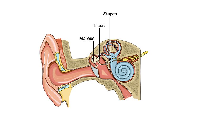 The smallest bone in the human body is the stapes bone which is located in the ear.