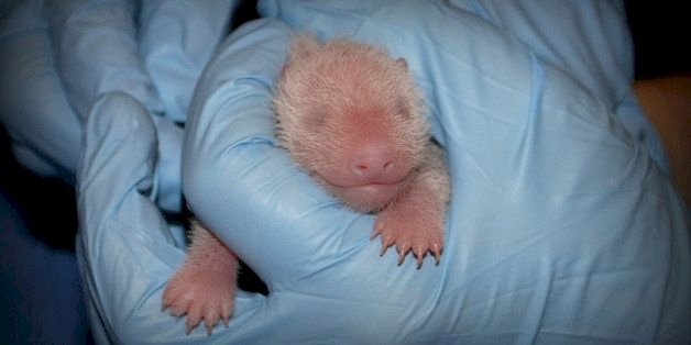 At birth, a baby panda is smaller than a mouse.