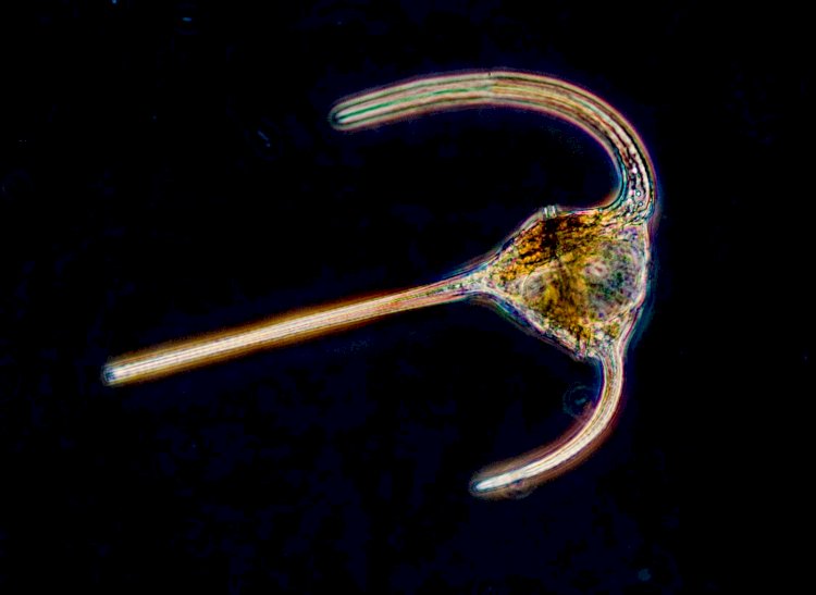 There exists a plankton, Dinoflagellates, which if consumed, reverses your feeling of hot and cold – as well as hallucinations. Symptoms can last from weeks to years.