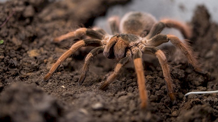Tarantula spiders can survive 2 and a half years without food.