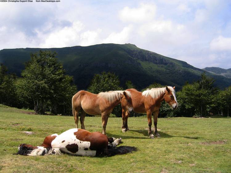 Horses and cows can sleep standing up, but they don‘t experience full REM sleep  unless they lie down.