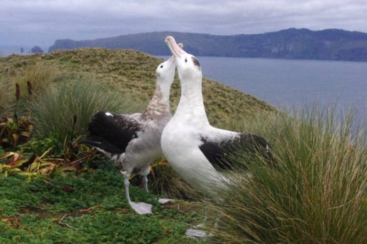 Disappointment Island is an uninhabited island in New Zealand. Over 65,000 pairs of white-capped albatross live there.