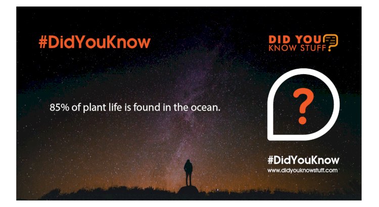 85% of plant life is found in the ocean.